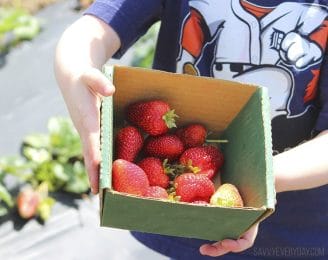 12 Tips for Berry Picking at a You-Pick Farm