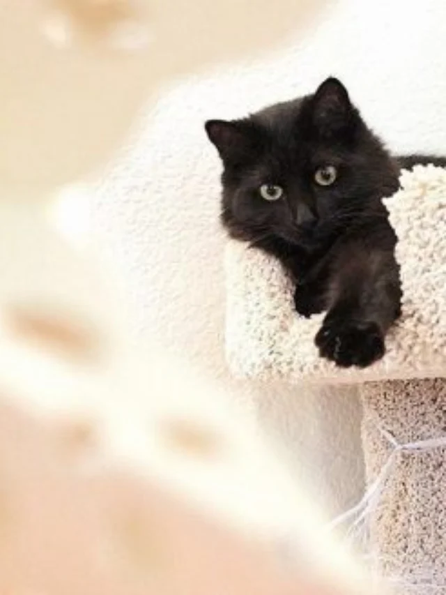 Where to Take Your Pets While On Vacation