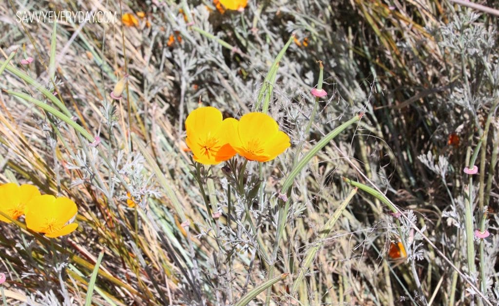 CA Poppies_logo