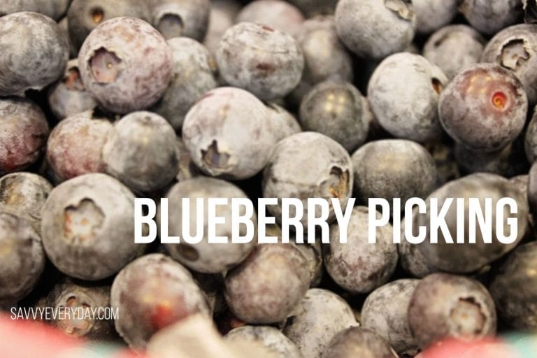 Blueberry Picking at Jessop Farms in Ripon, CA