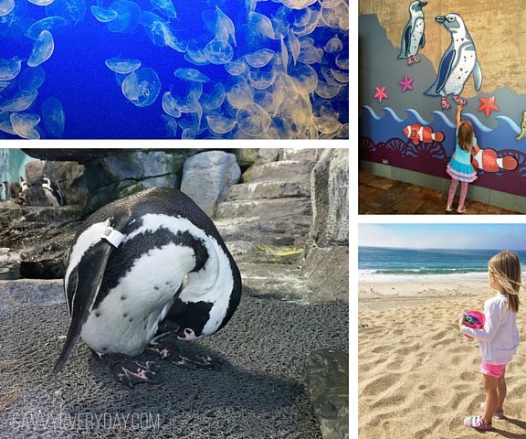 collage of aquarium activities