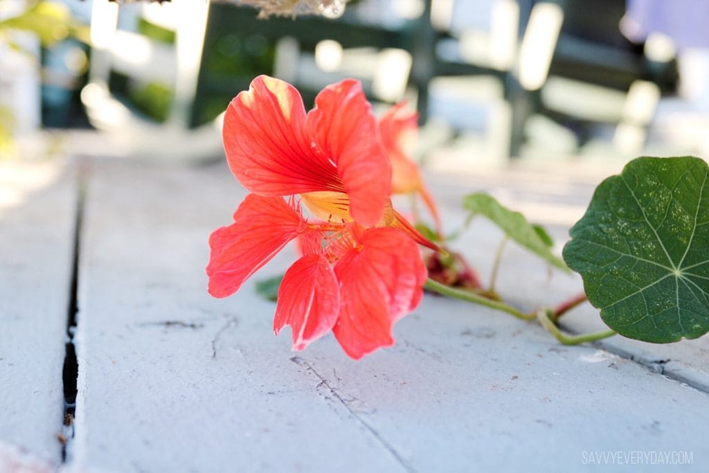 pretty flower