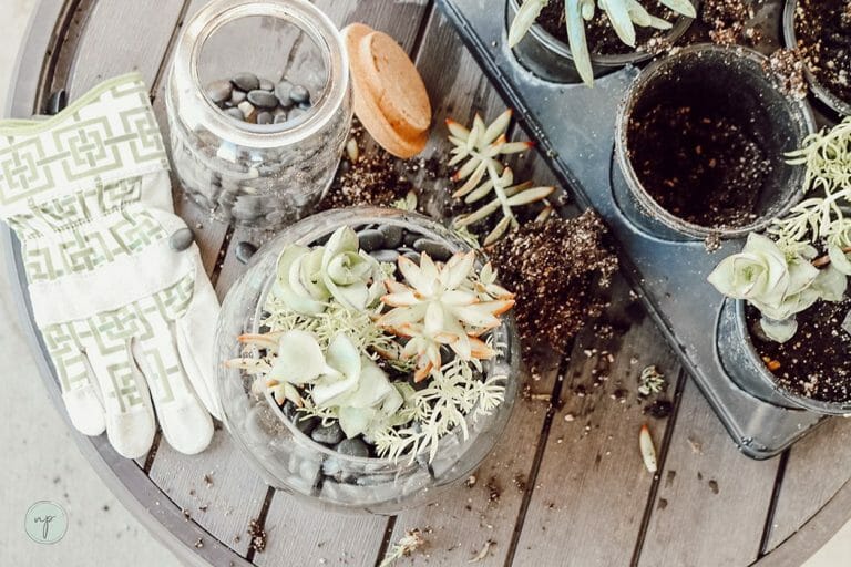 How to Safely Bring Indoor Plants to the Family Home