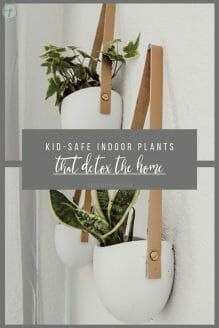 Kid-Safe Indoor Plants that Detox the Home